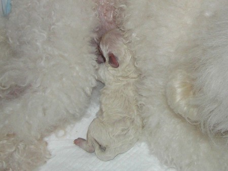 ... a já zavrtaný v kožíšku.